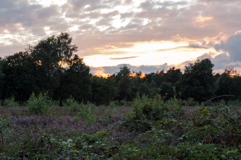 Illustration for article titled Heathlands in bloom